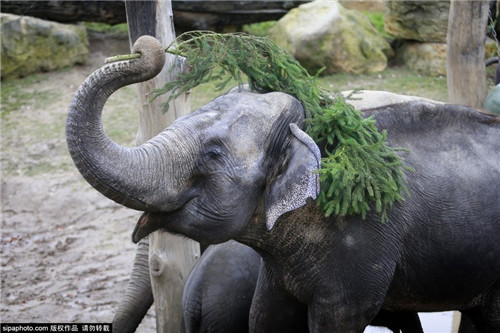 320名圣诞老人整体冲浪？？？？？？八一八圣诞节奇闻趣事